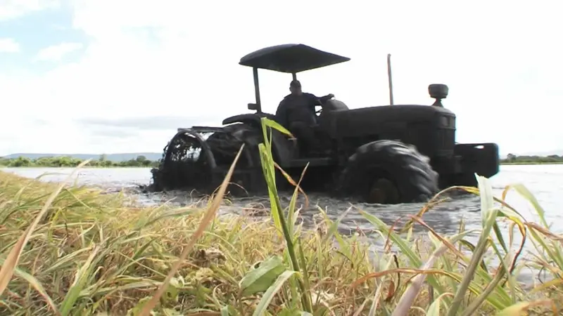 Ministerio Agropecuario anuncia exitoso avance en la siembra de arroz 