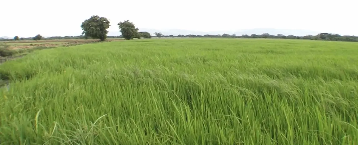 Ministerio Agropecuario anuncia exitoso avance en la siembra de arroz