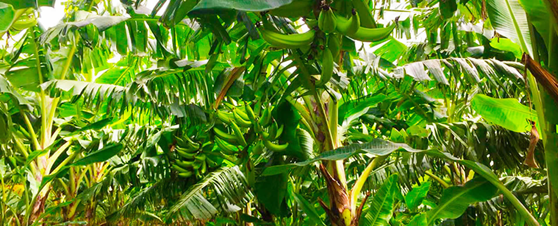 Producción de plátano nicaragüense genera U$52.8 millones en exportación