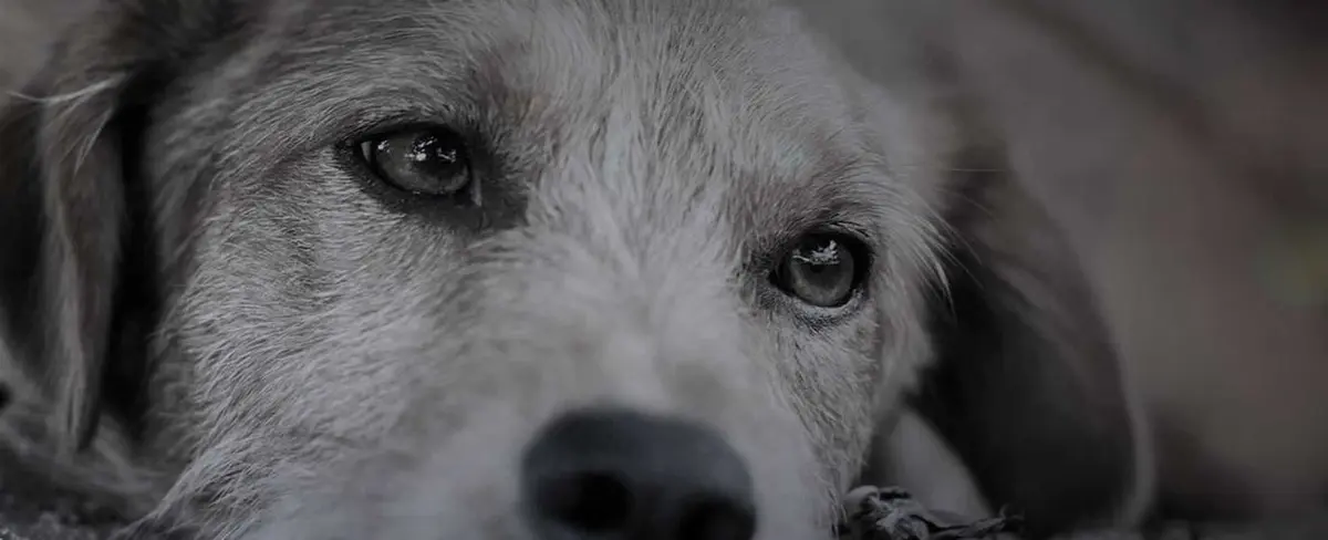 Quito condena el envenenamiento masivo registrado en algunos refugios de animales