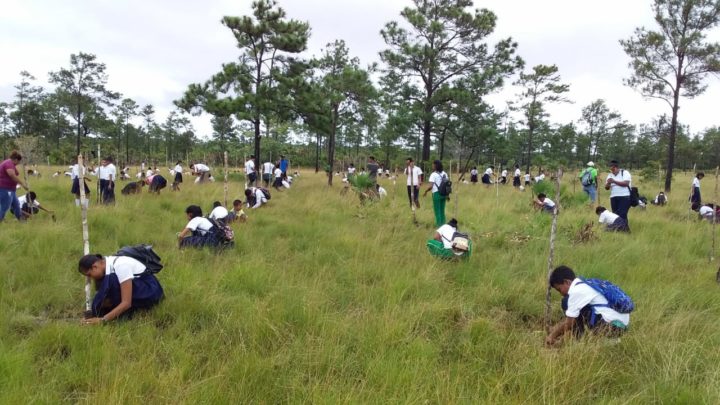 INAFOR realiza lanzamiento de Cruzada de Reforestación en Karawala