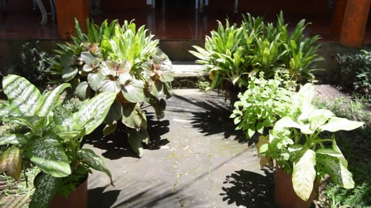 Alcalde de Bluefields realiza el Lanzamiento del concurso “El Jardín Más Bonito”