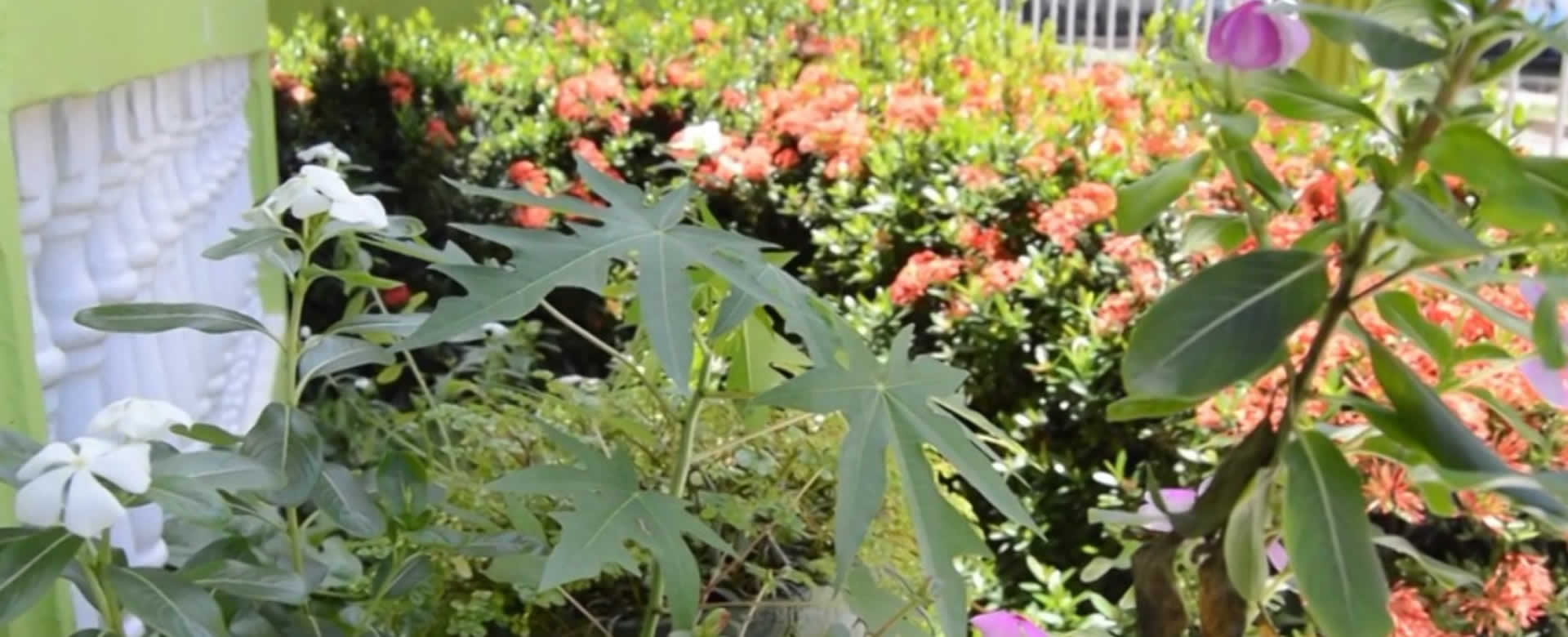 Alcalde de Bluefields realiza el Lanzamiento del concurso “El Jardín Más Bonito”