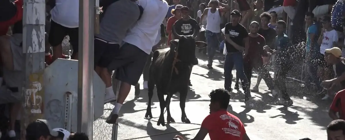 Barrio San José Oriental disfruta de las tradicionales Vacas Culonas