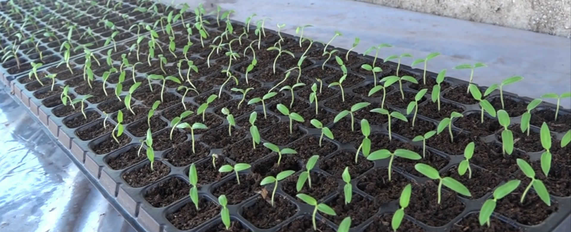 INTA inaugura el laboratorio de Producción de Plántulas sanas en Estelí
