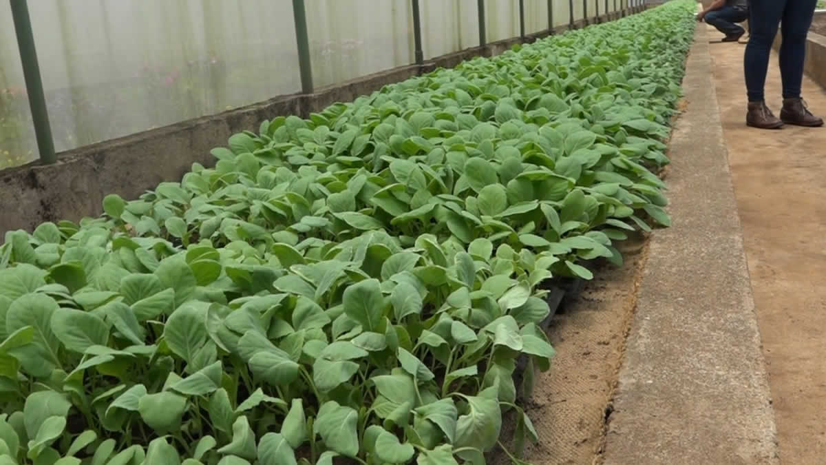 INTA inaugura el laboratorio de Producción de Plántulas sanas en Estelí