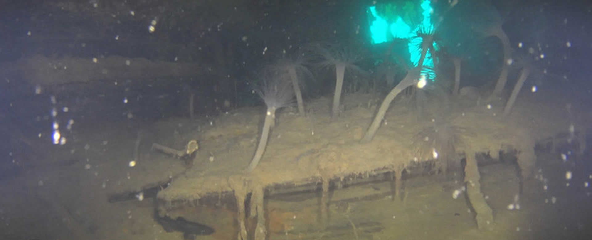 Primeras imágenes del legendario barco "caníbal" hundido hace 174 años