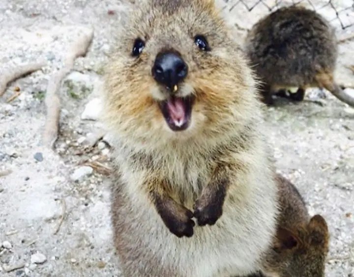 Australia el país con la naturaleza y fauna más fascinante del mundo