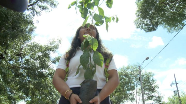 El Experimental México le da un toque de verde las fiestas patrias