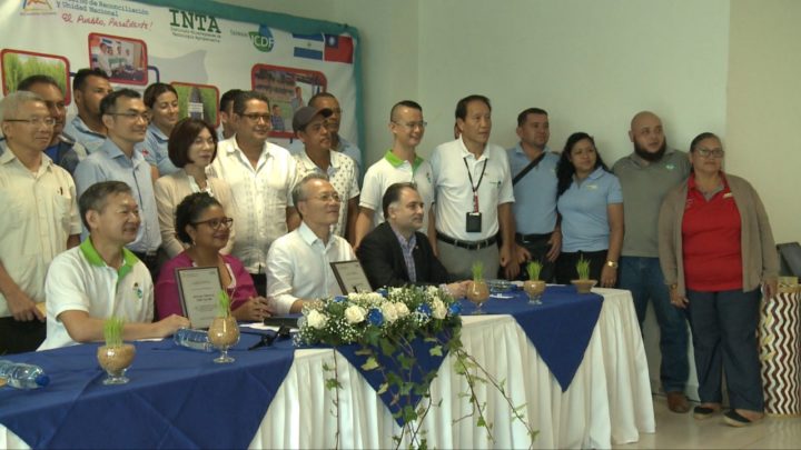 Nicaragua avanza en la producción de arroz de la mano de China Taiwán
