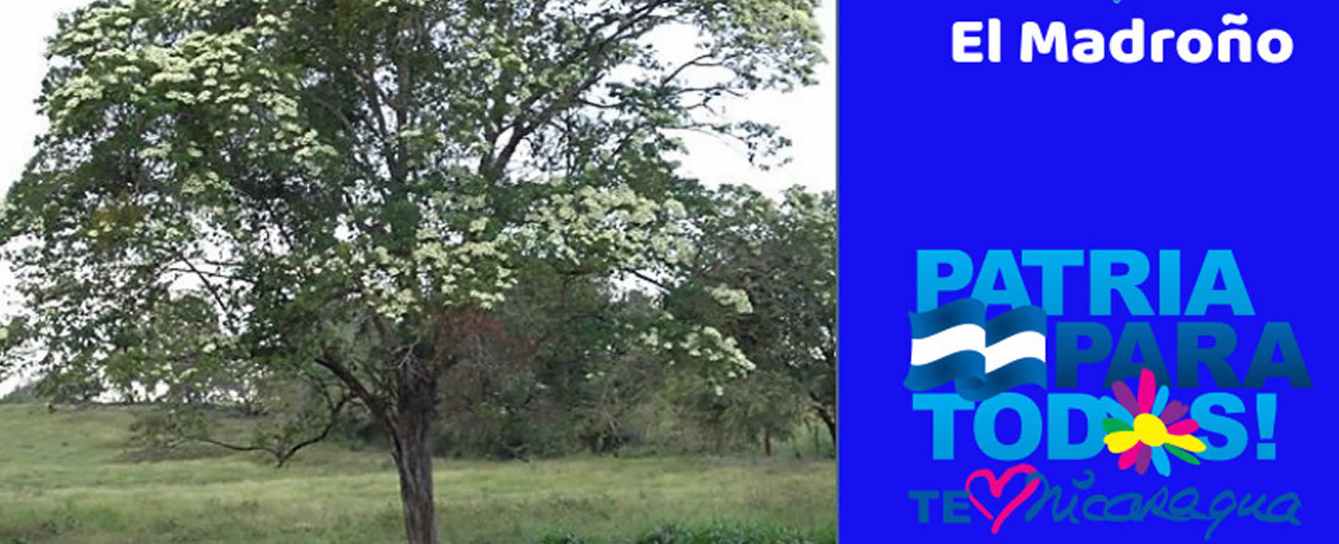 Conoce las razones del por qué El Madroño es nuestro árbol nacional