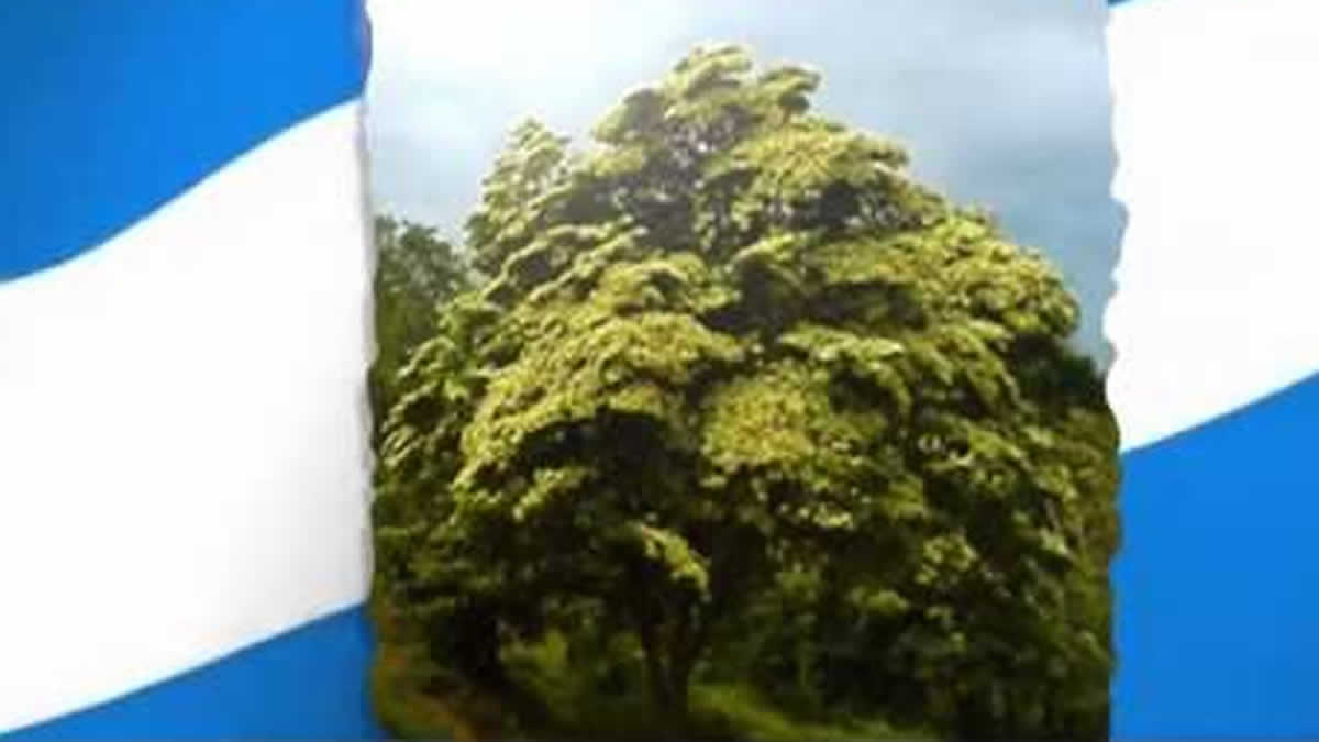 Conoce las razones del por qué El Madroño es nuestro árbol nacional