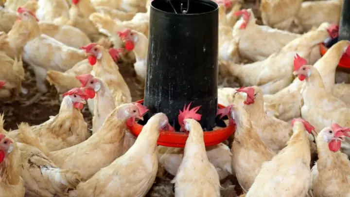 Estrategia Nacional crianza aves