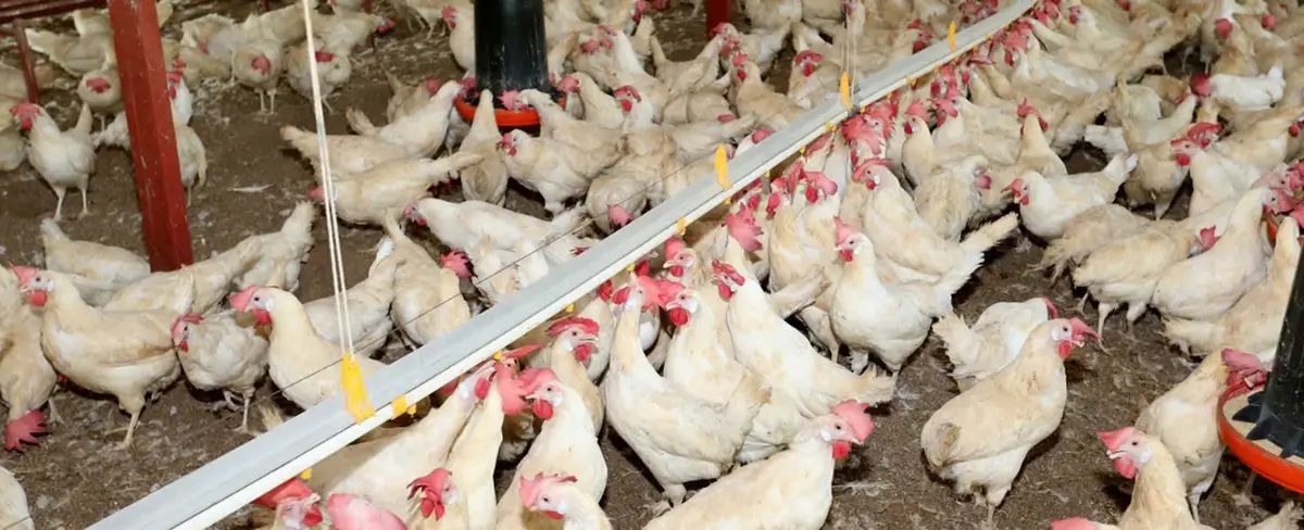 Lanza Estrategia Nacional para la promoción y crianza de aves 2019-2021