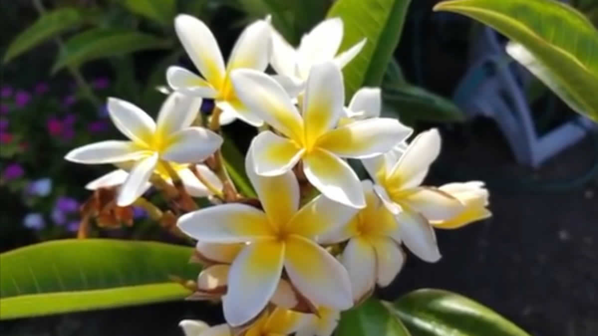Flor nacional de Nicaragua, Sacuanjoche es el símbolo de la inmortalidad