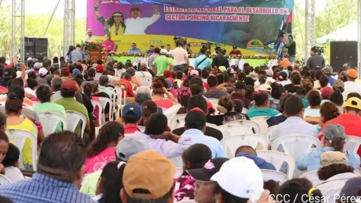 Gobierno estrategia nacional porcino