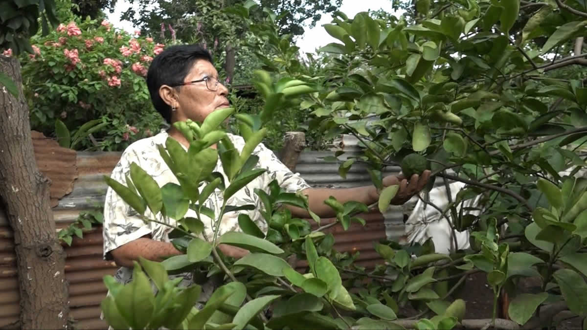 MEFCCA sigue impulsando “Patio Saludable” en las familias de Nejapa