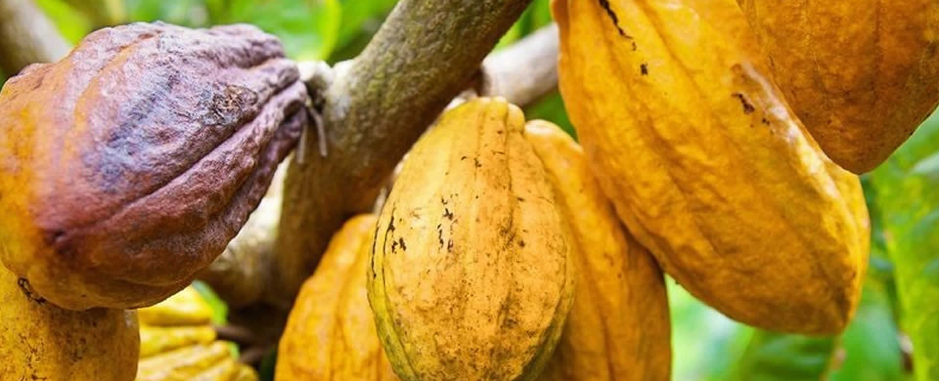 Director Ejecutivo de la Organización Internacional del Cacao visitará Nicaragua