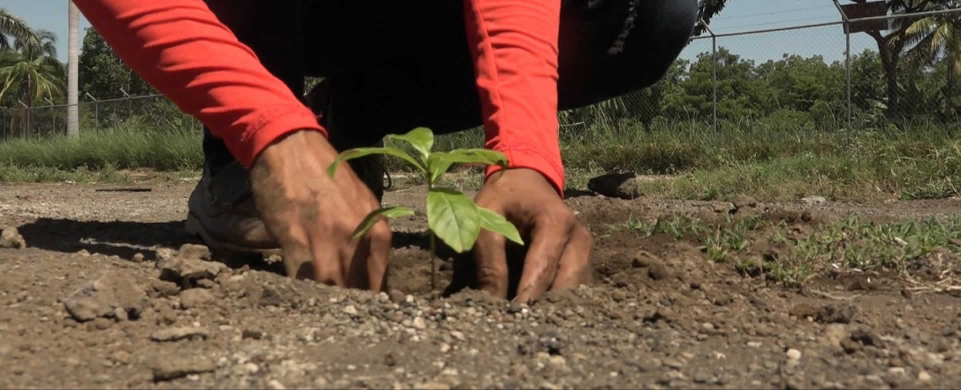 Reforestan entornos de urbanización Monte Nebo y Ciudad Belén