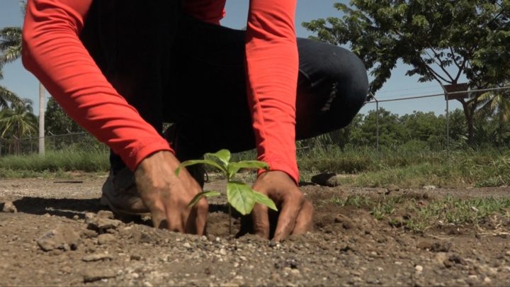 Reforestan con símbolos patrios entornos de urbanización Monte Nebo 