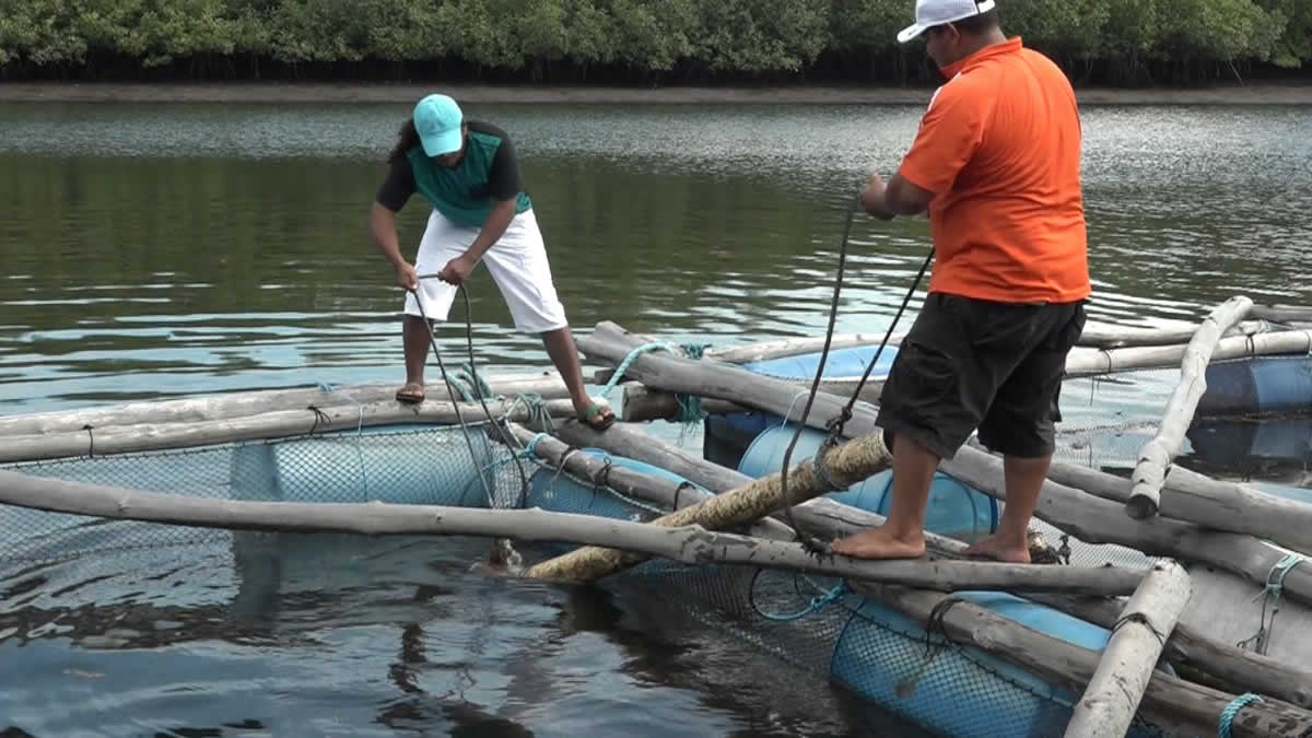 INPESCA anuncia aumento en la producción pesquera y acuícola a nivel nacional