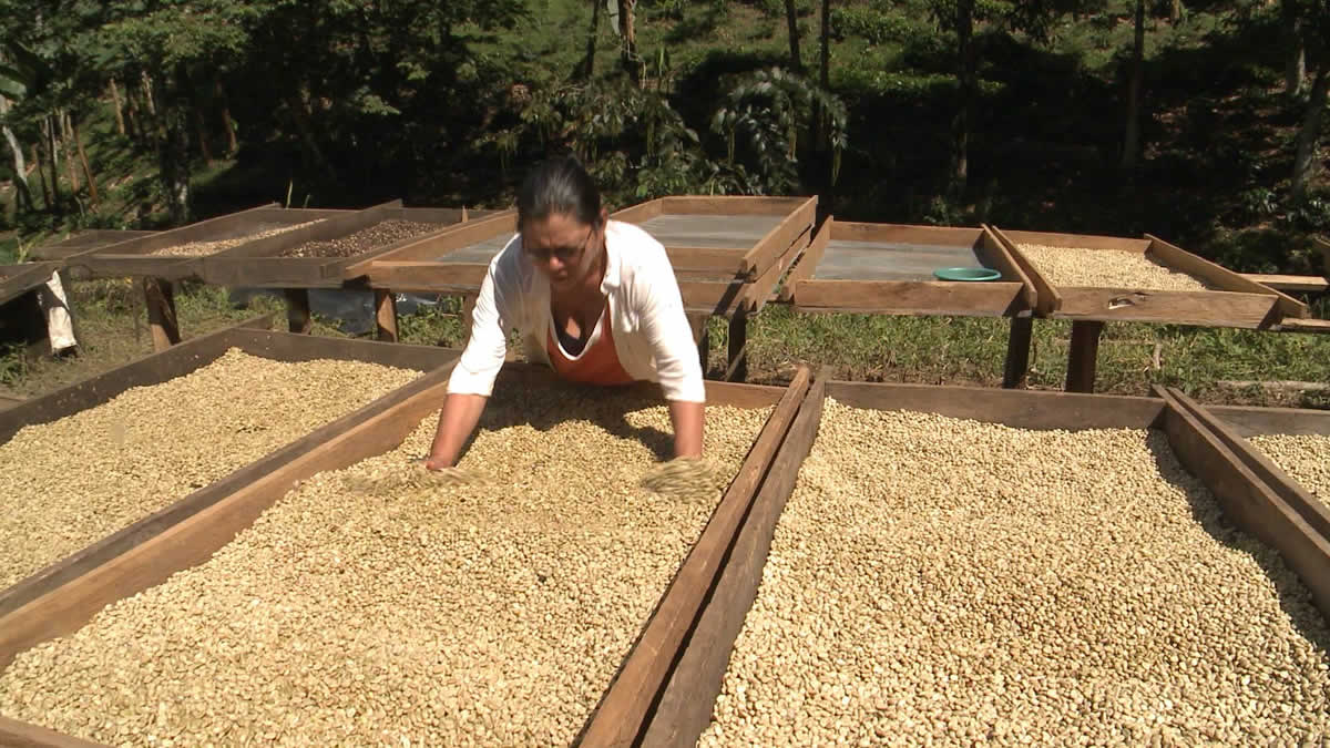 Inauguran cosecha cafetalera para la región III del país 2019-2020