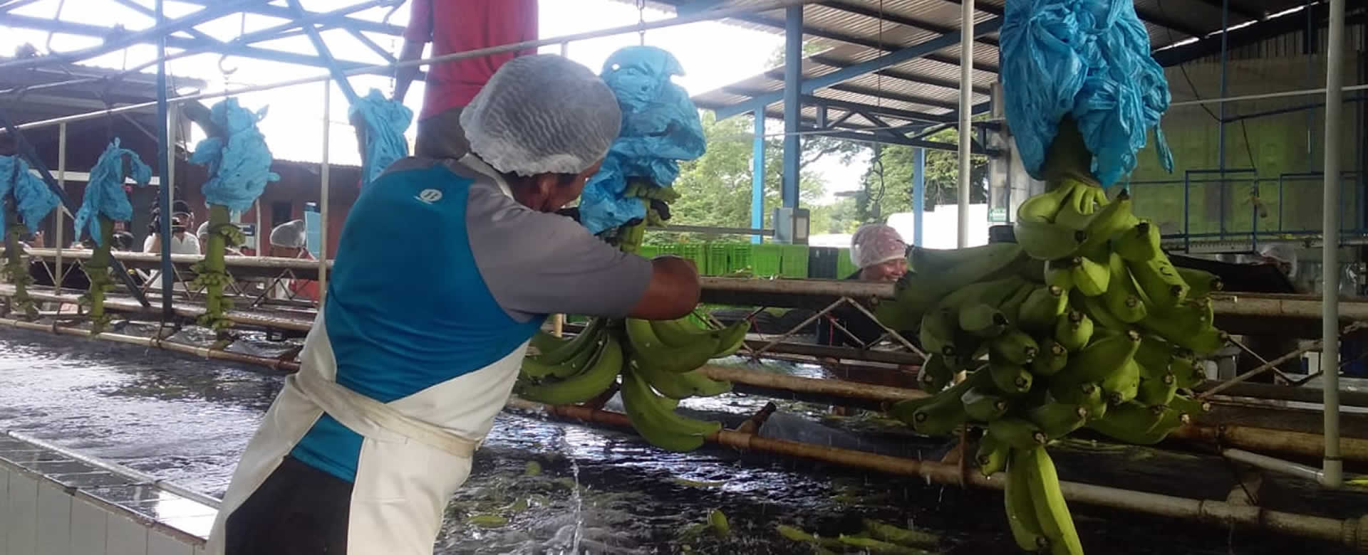 Lanzan Estrategia Nacional del Producción de Plátano en Nicaragua