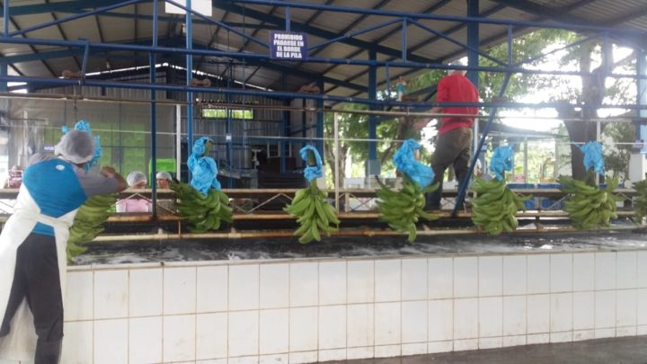 Lanzan Estrategia Nacional del Producción de Plátano en Nicaragua
