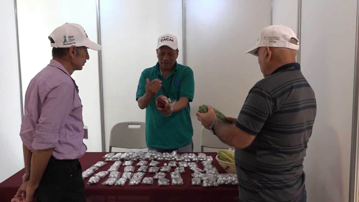 "Tecnología para mejorar la calidad, fineza y aroma del cacao nicaragüense"