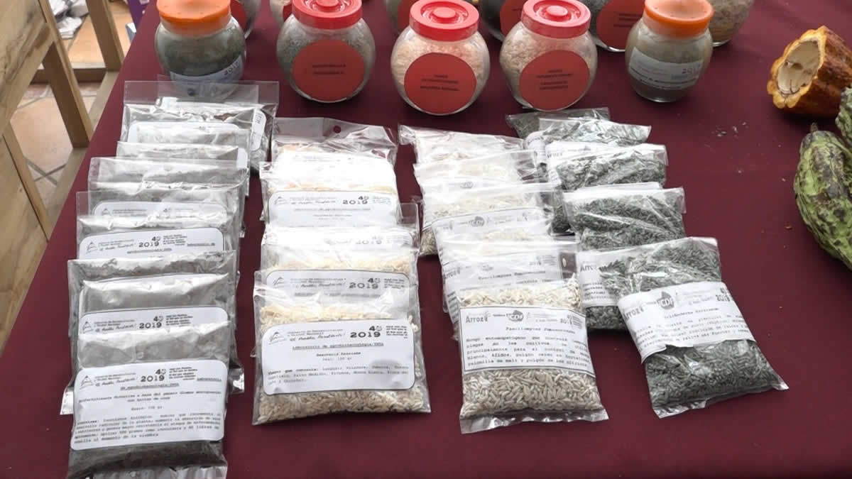 En el IV Congreso Internacional "Tecnología para mejorar la calidad, fineza y aroma del cacao nicaragüense"; destacaron que Nicaragua avanza hacia una producción de cacao más competitiva y sostenible