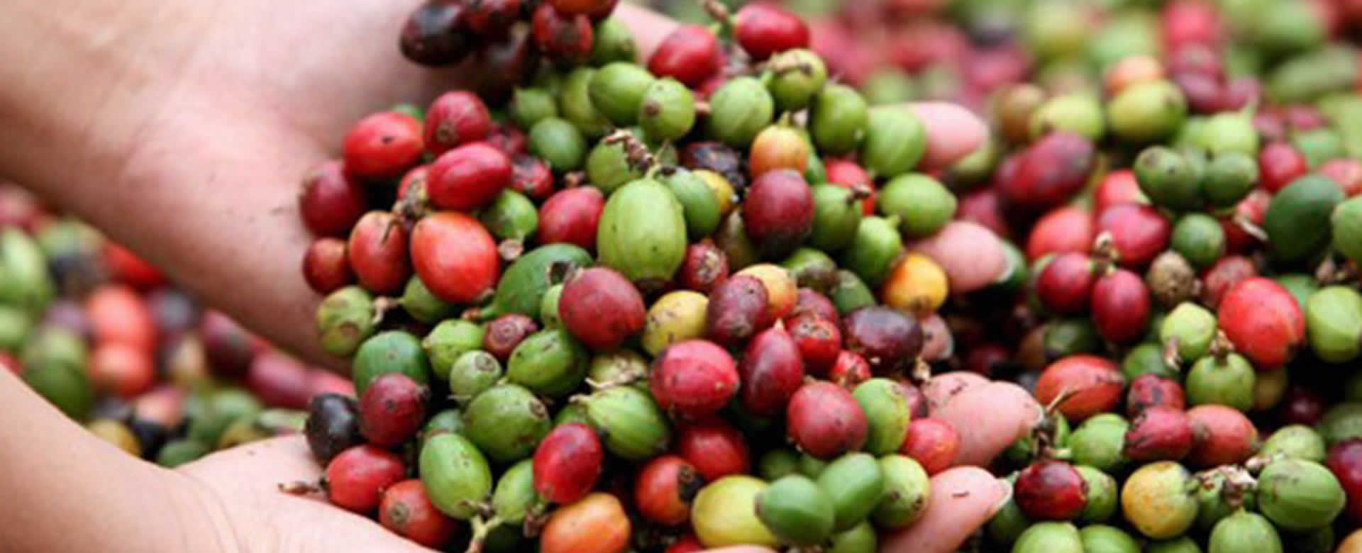 Nicaragua supera las exportaciones de café en este año 2019