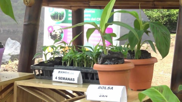 invernaderos producción  vitro plátano