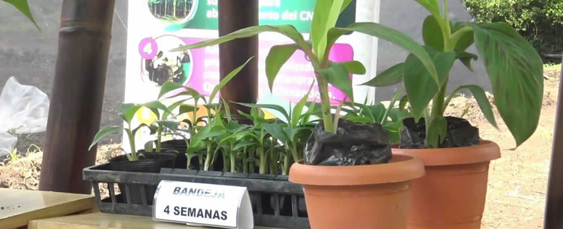 Inauguran invernaderos para producción in vitro de plátano