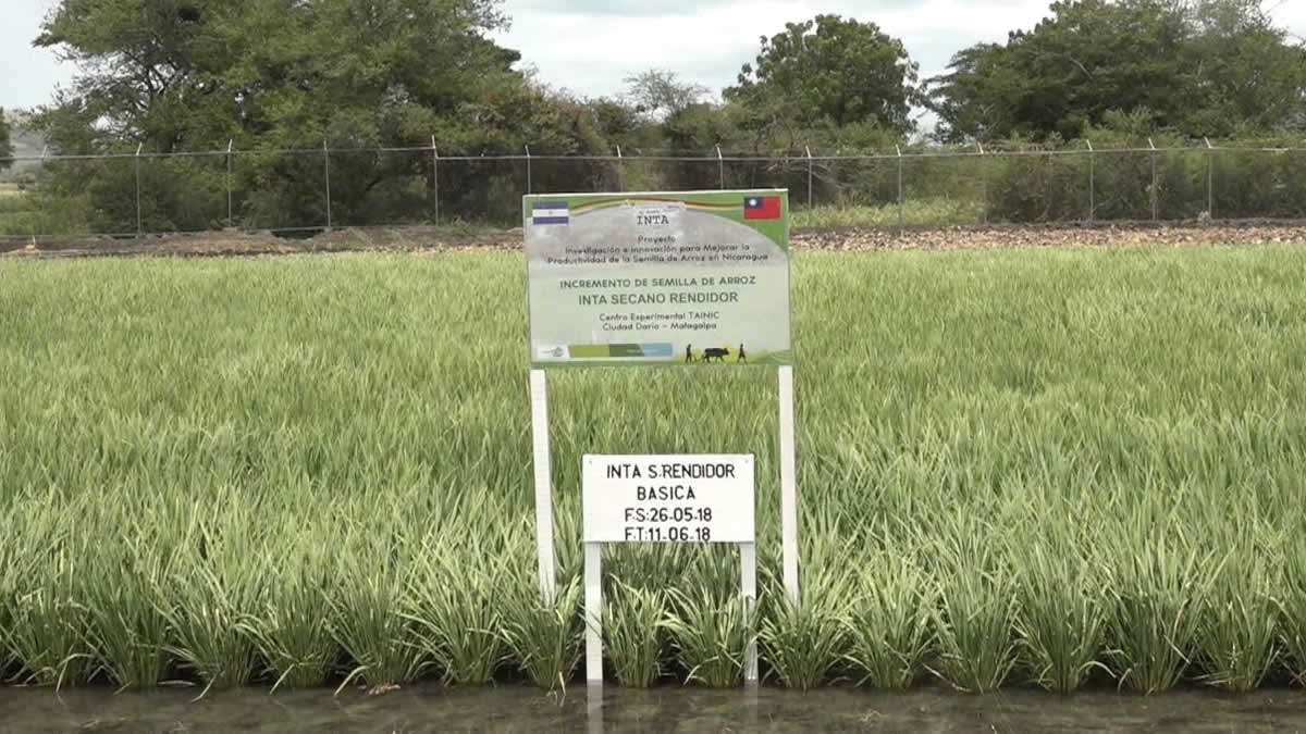 INTA y Misión Técnica de Taiwán desarrollan la aplicación de Nica Arroz