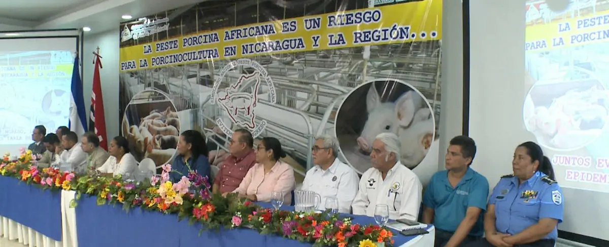Inicia en Nicaragua simulacro de peste porcina africana
