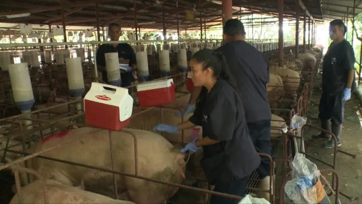 Nicaragua realiza simulacro de peste porcina africana 