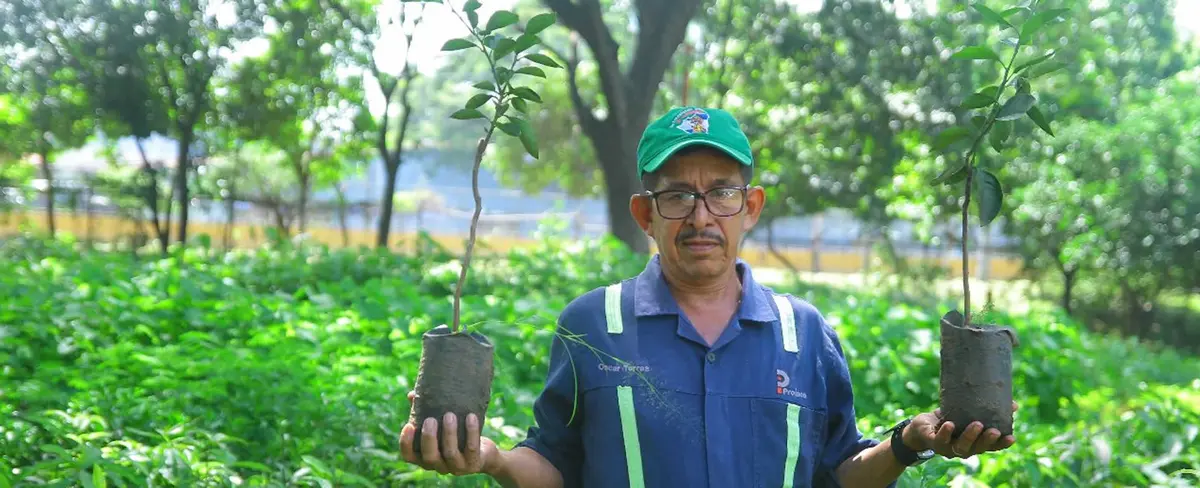 Instituto Forestal inaugura túnel invernadero por apertura de ciclo productivo
