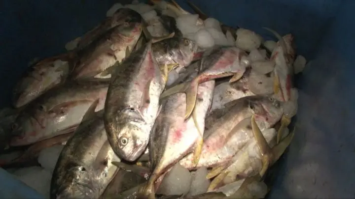 INPESCA brindo informe del período enero-octubre 2019