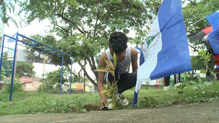 jóvenes árboles carlos fonseca