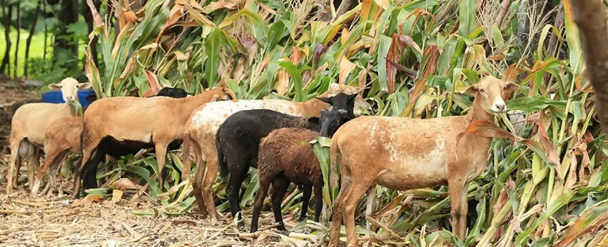 Estrategia de Desarrollo de Ovinos, Caprinos y Conejos para Productores