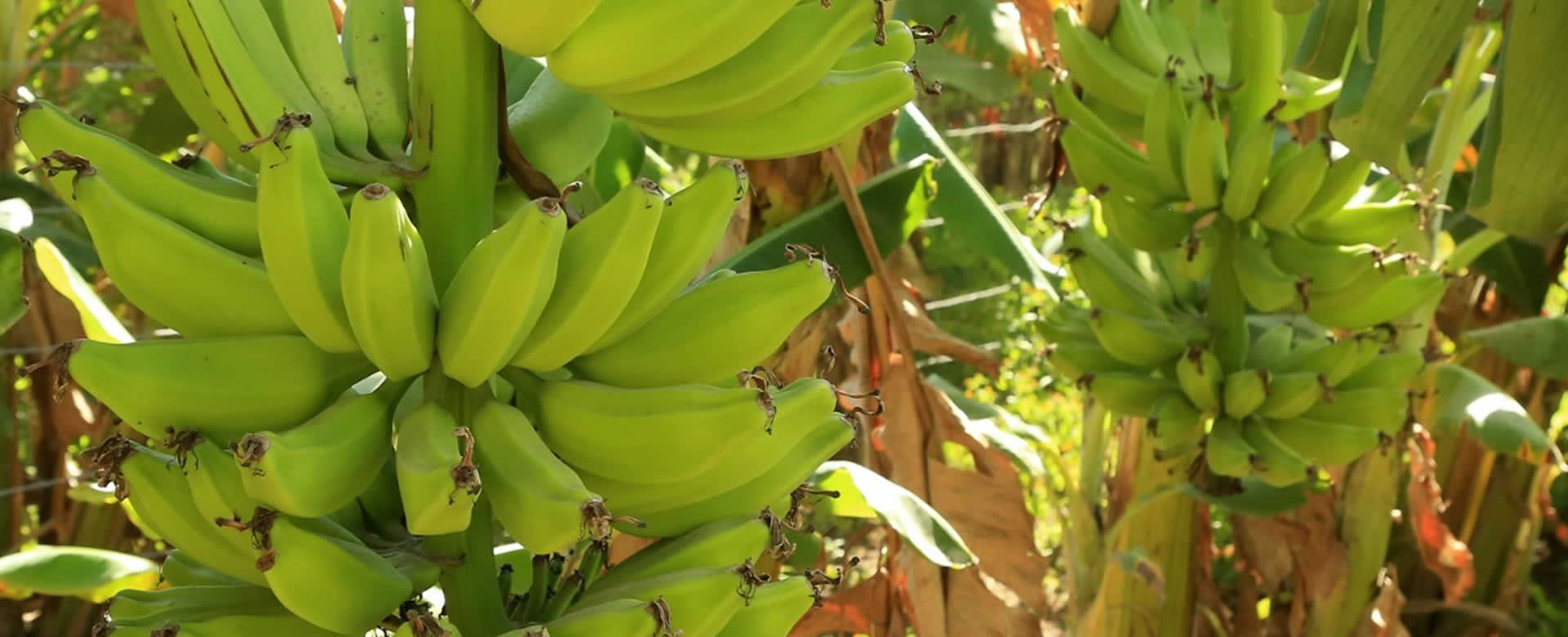 Productores conocen estrategias para mejorar producción de plátano