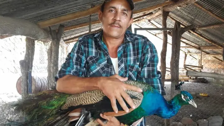 Don Marvin Narváez crea hogar para animales exóticos en Chinandega