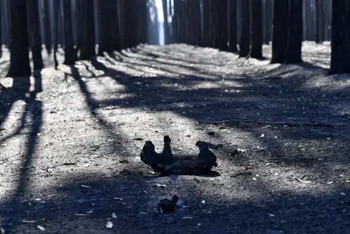 Incendios en Australia provocan la muerte mil millones de animales 