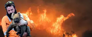 Incendios en Australia provocan la muerte mil millones de animales