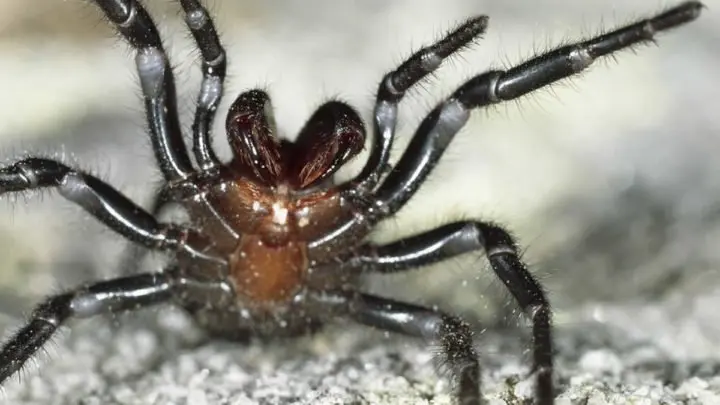 Australia sufre plaga de las arañas más venenosas del planeta