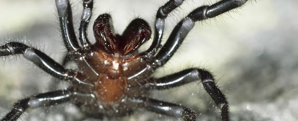Australia sufre plaga de las arañas más venenosas del planeta