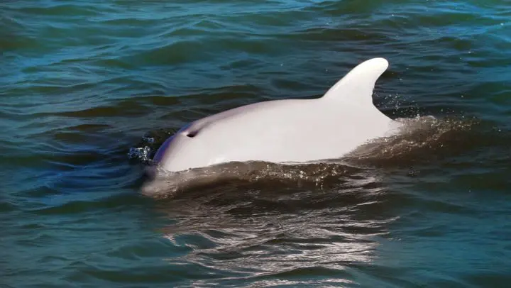 La naturaleza nos sigue sorprendiendo, esta vez con delfines albinos