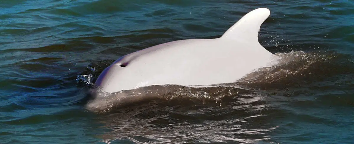 La naturaleza nos sigue sorprendiendo, esta vez con delfines albinos