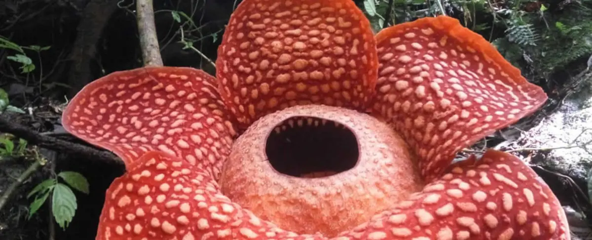 Científicos registran flor Rafflesia como la más grande del mundo en Indonesia
