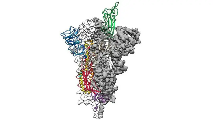 Científicos revelan mapa 3D la estructura atómica del coronavirus para desarrollar de una vacuna